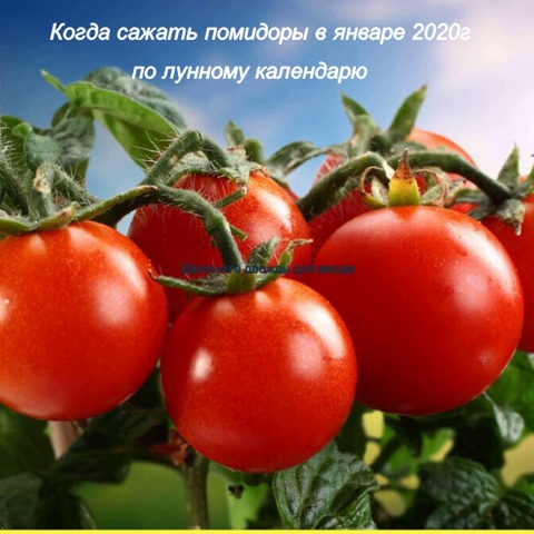 Когда благоприятно сажать помидоры на рассаду