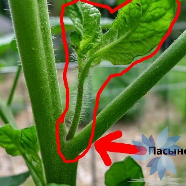 Пасынки помидоров